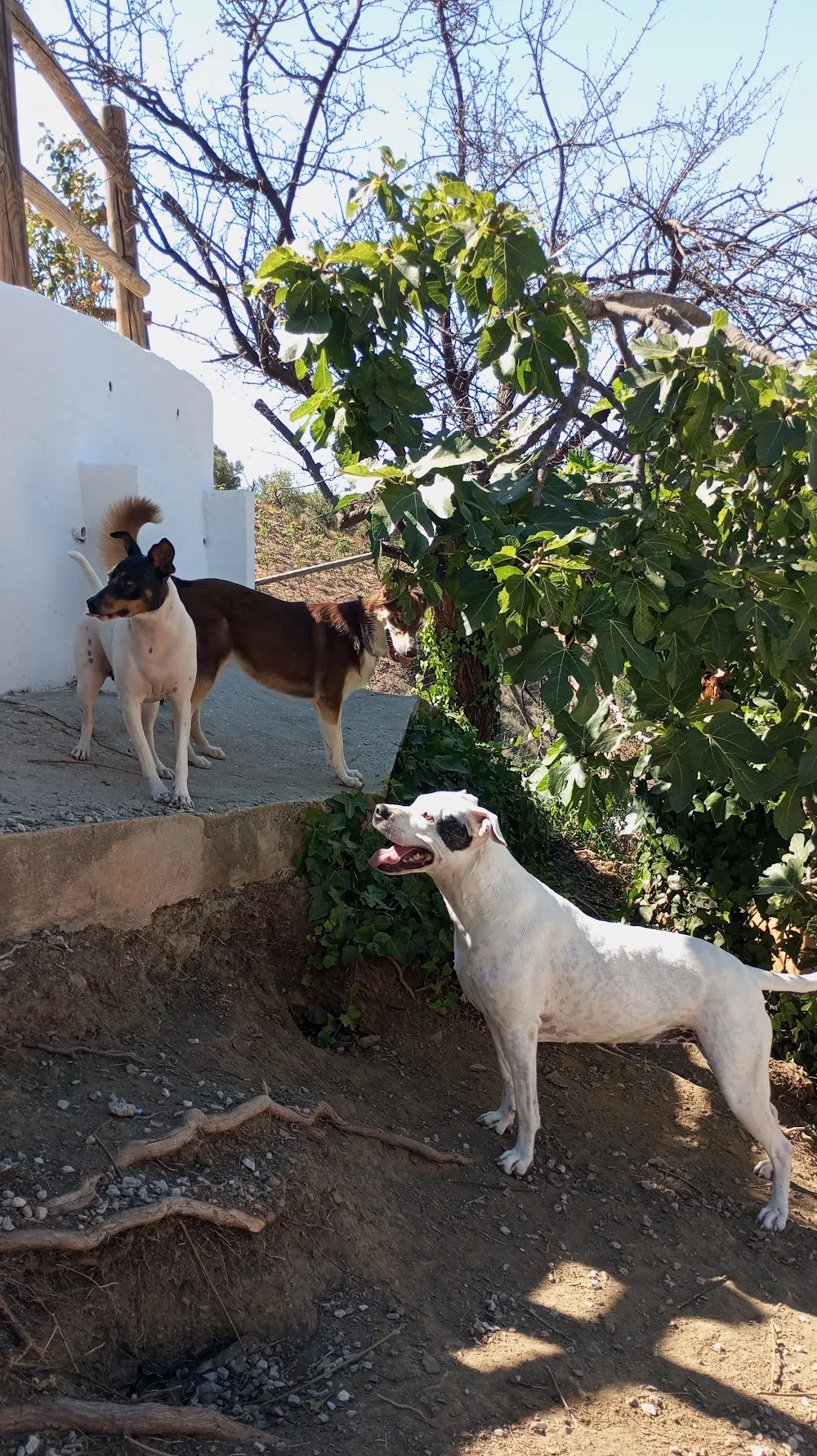 MAMU DOG Hotel - Malaga pet otel görseli 3
