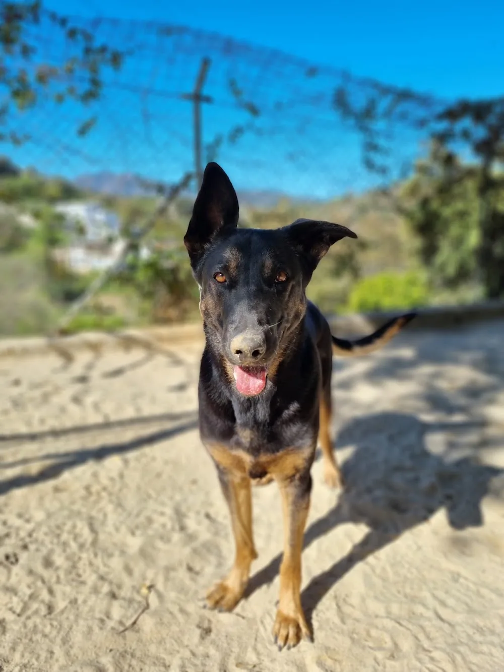 Petcare Pet Hotel - Malaga pet otel