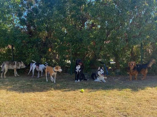 Residencia Canina Málaga Can Resort - Malaga pet otel görseli 2