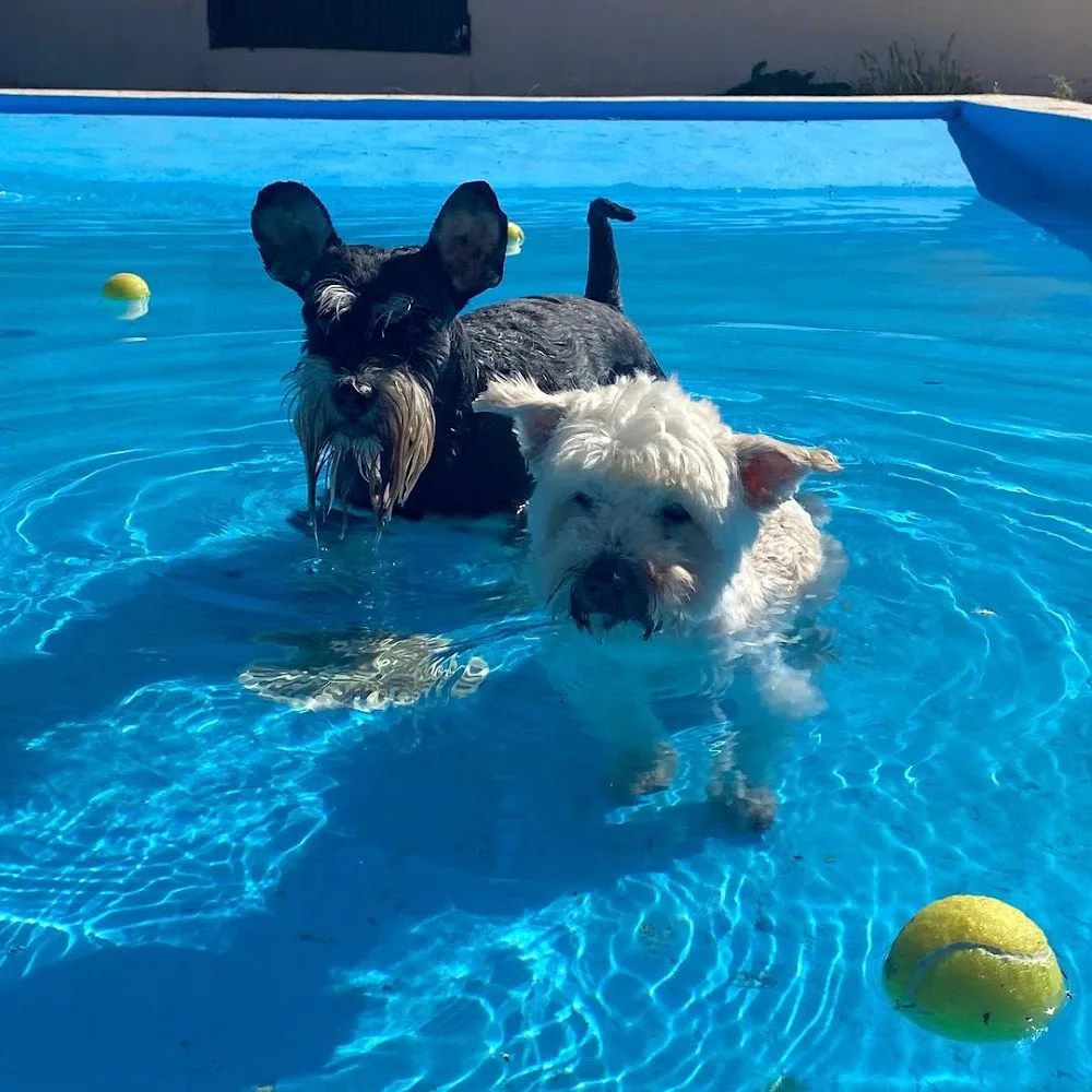 Residencia Canina Málaga Can Resort - Malaga pet otel görseli 3