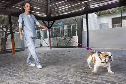 Residencia Canina Mijas-Fuengirola Royalvet - Malaga pet otel görseli 3