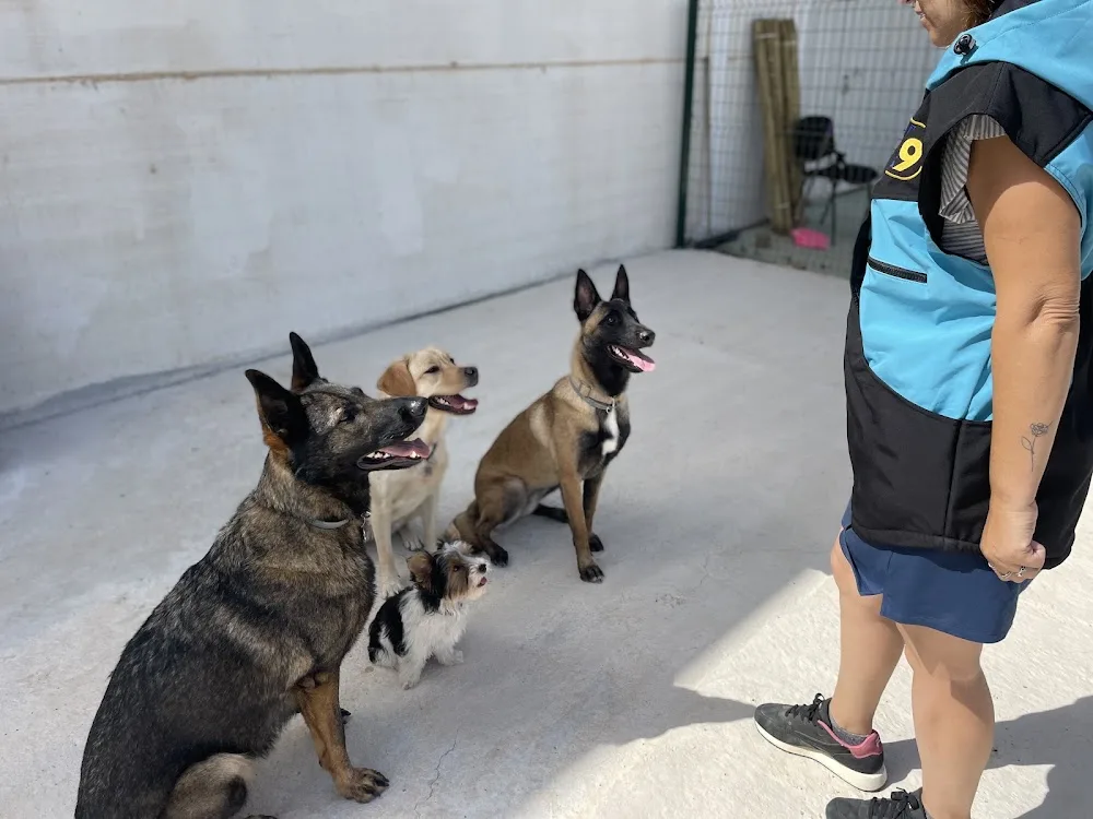 Residencia Canina y Adiestramiento Cruzcan - Malaga pet otel görseli 3