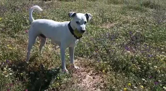 Residencia Canina y Felina La Saucedilla - Malaga pet otel