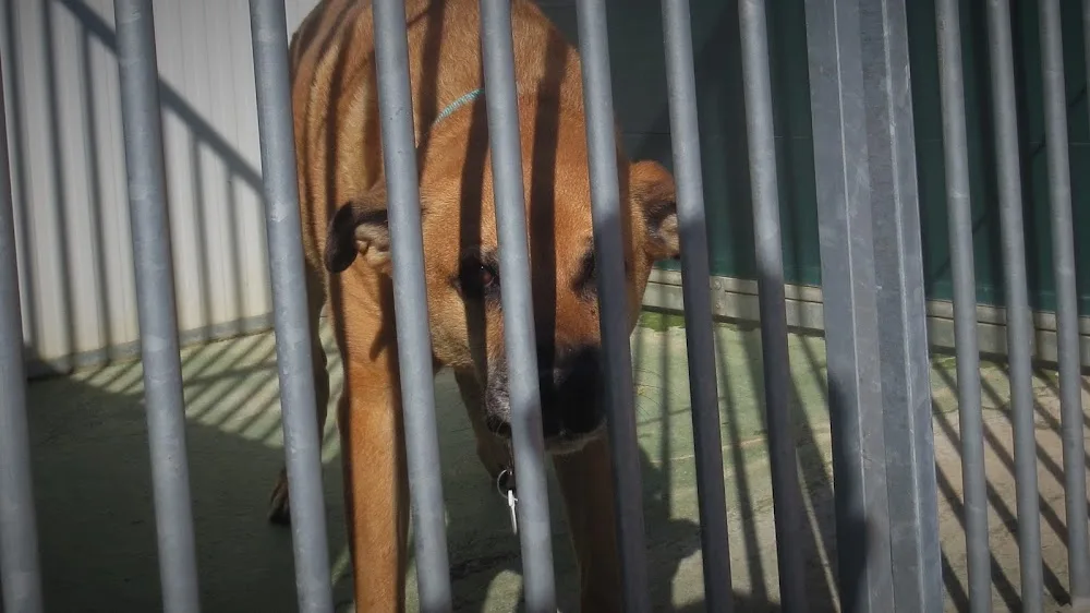 Residencia Canina y Felina La Saucedilla - Malaga pet otel görseli 3