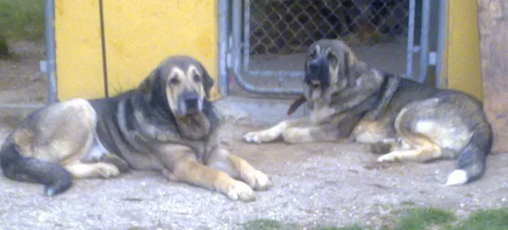 RESIDENCIA CANINA Y FELINA LOS MERCEGALES - Malaga pet otel