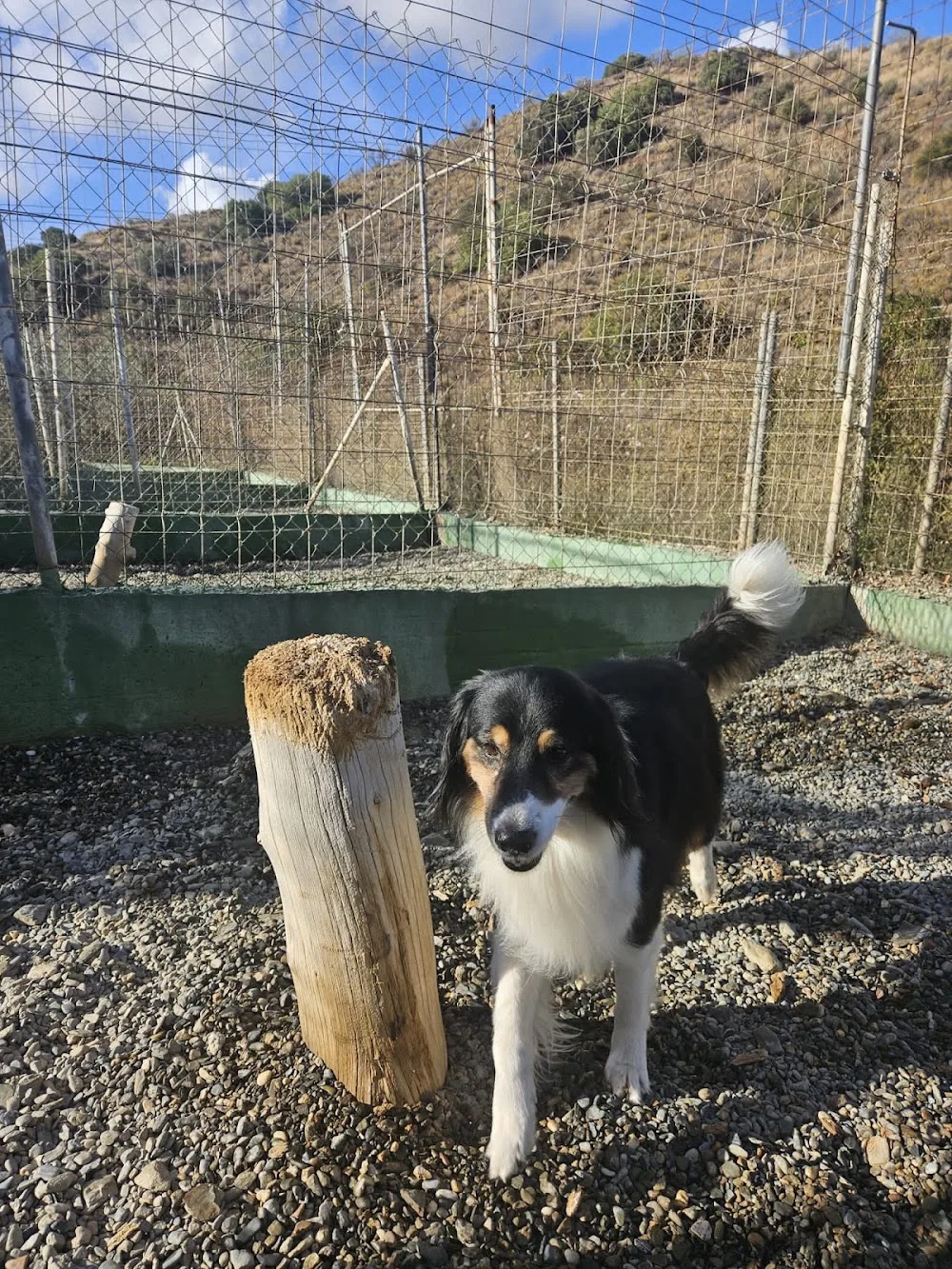 Residencia Canina y felina "Mi casa" - Malaga pet otel görseli 2