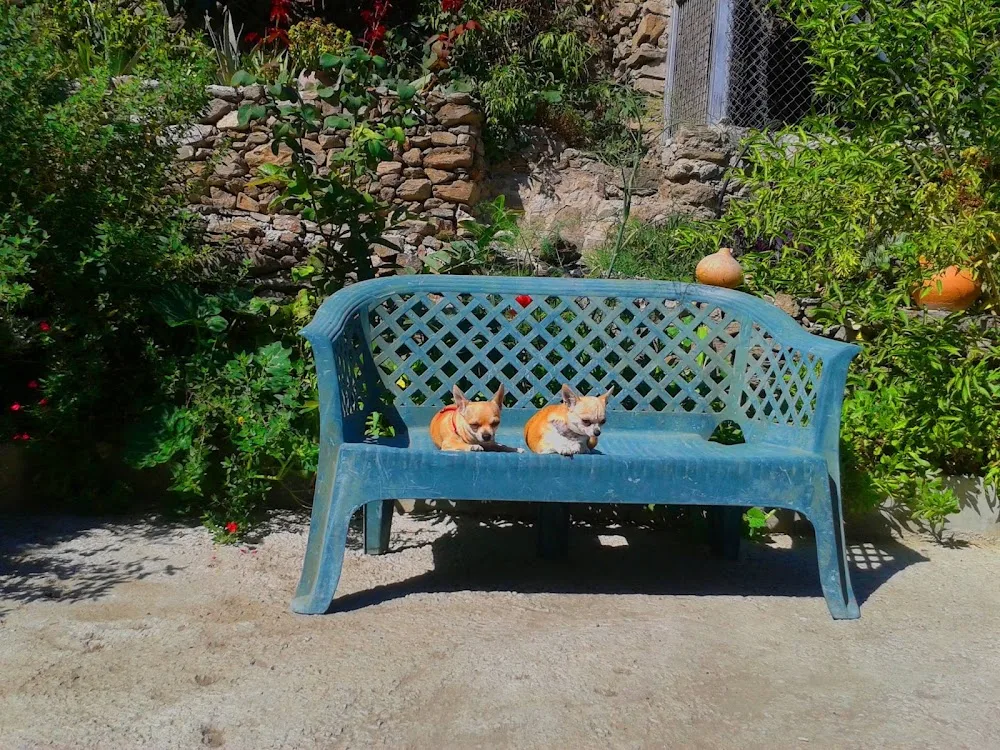 Residencia de Mascotas Raza Hotel - Malaga pet otel görseli 3
