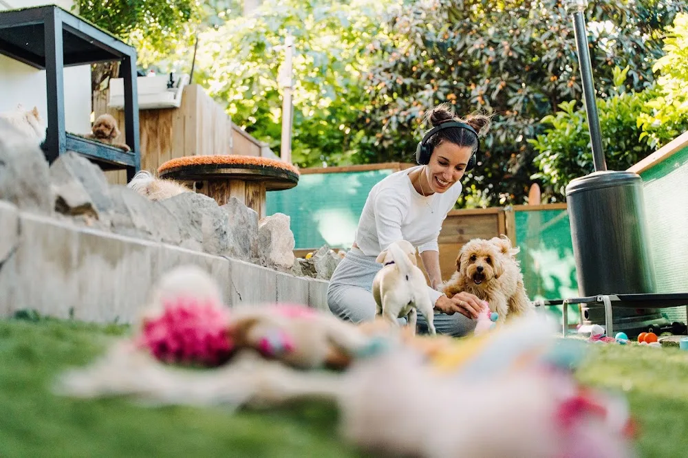 Tiny Dog hotel: guardería canina y hotel para perros en Marbella - Malaga pet otel görseli 2