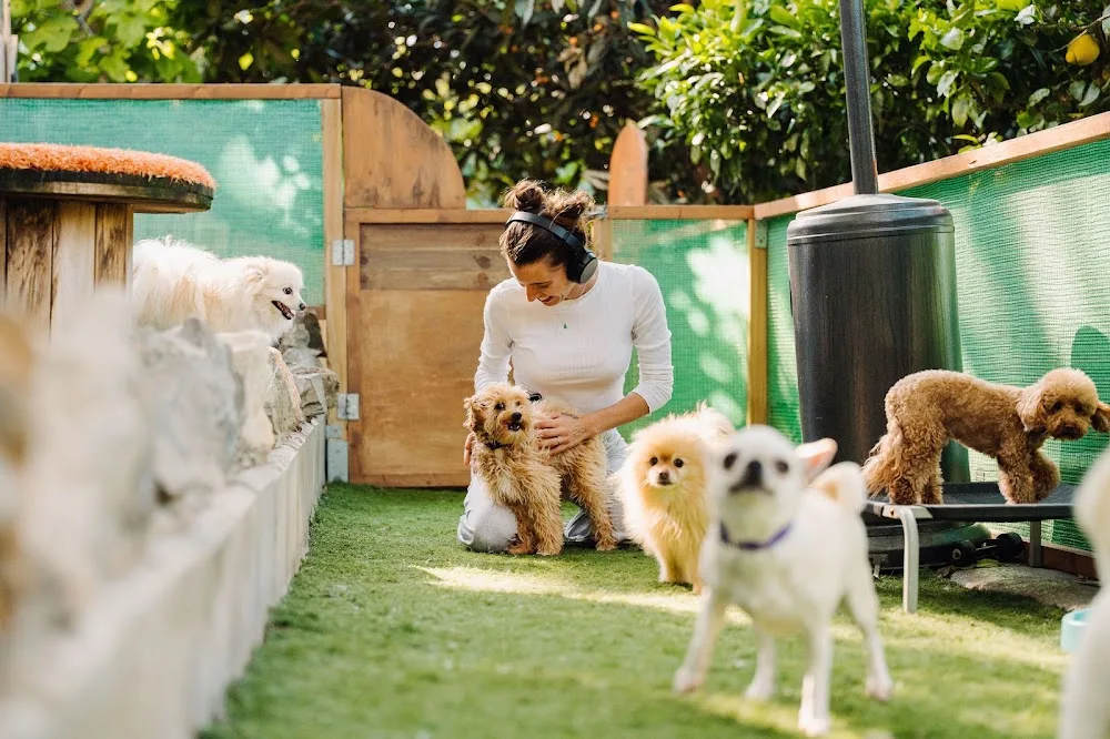 Tiny Dog hotel: guardería canina y hotel para perros en Marbella - Malaga pet otel görseli 3
