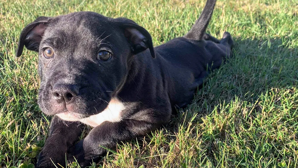 Gisborne Boarding Kennels & Cattery Pet Transport - Malmsbury pet otel