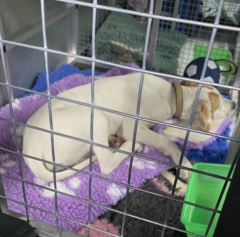 Gisborne Boarding Kennels & Cattery Pet Transport - Malmsbury pet otel görseli 3