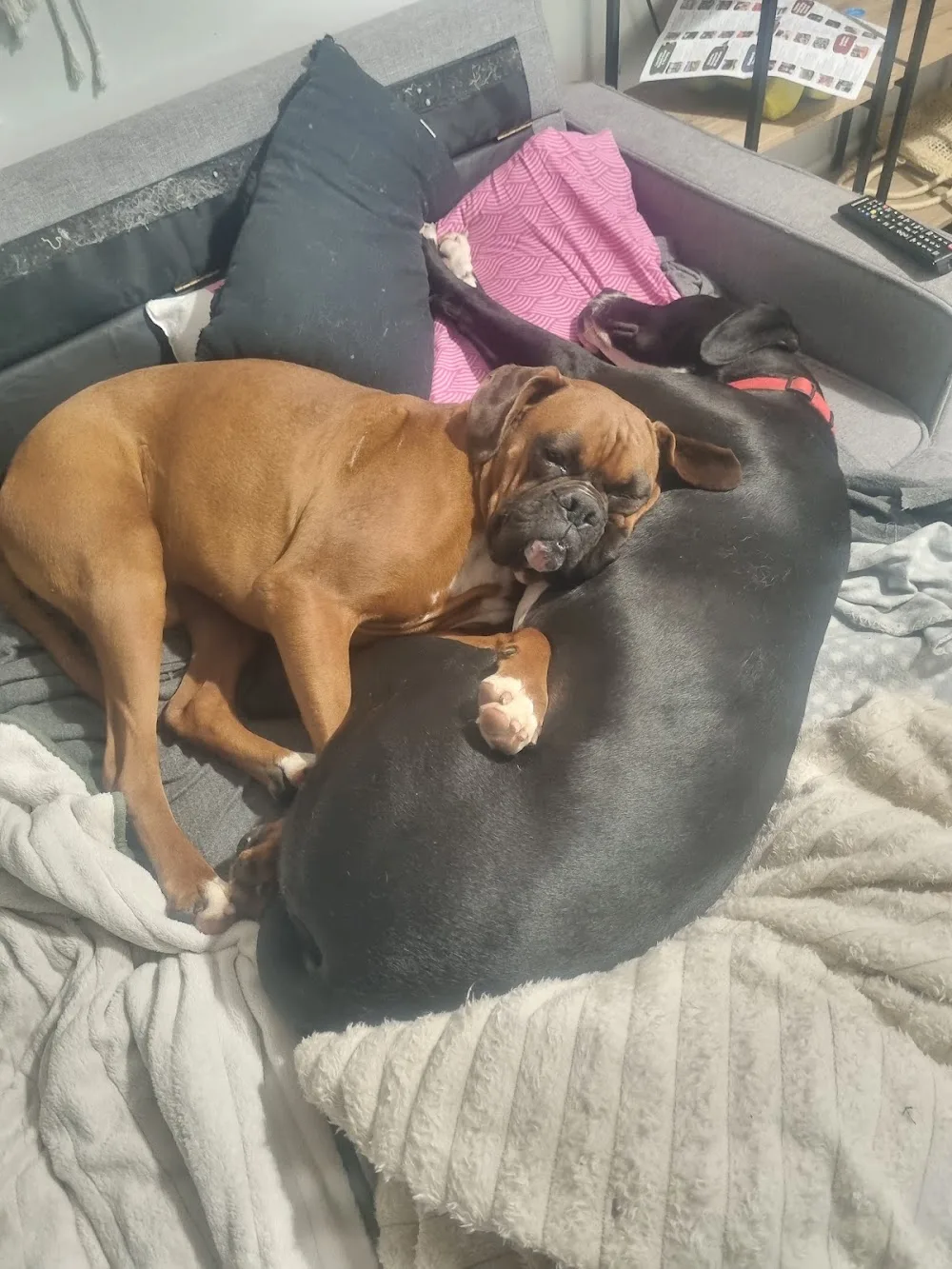 Jeralee Boarding Kennels and Cattery - Malmsbury pet otel görseli 2