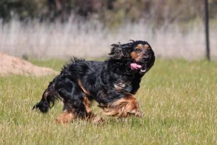 Maldon Pet Resort - Malmsbury pet otel
