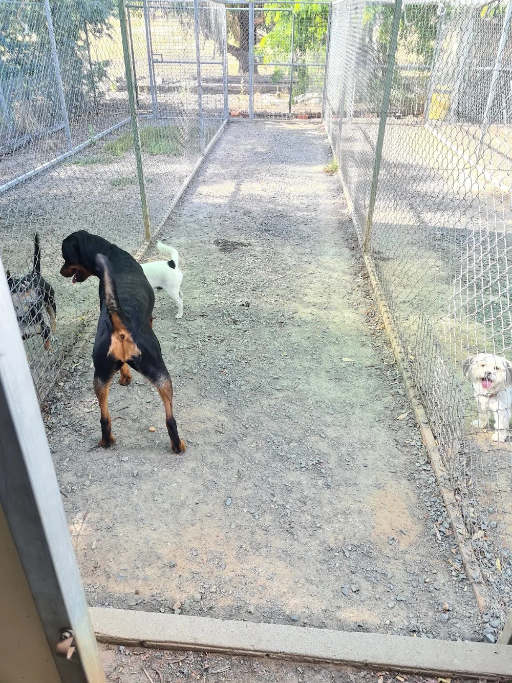 Plumtree Boarding Kennel And Cattery - Malmsbury pet otel