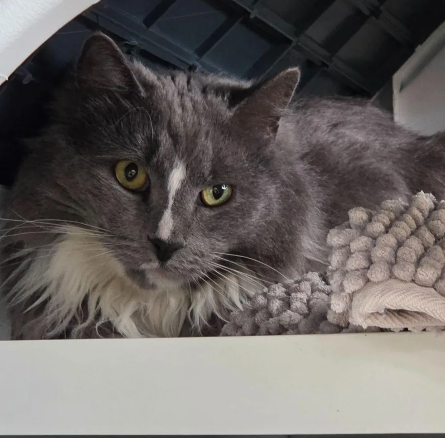 Purrs on Pinjarra - Malmsbury pet otel görseli 3