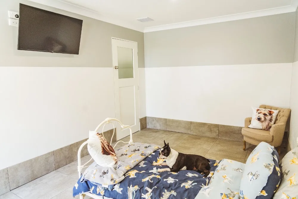 The Langley Luxury Dog Hotel & Boarding Kennel - Malmsbury pet otel görseli 2