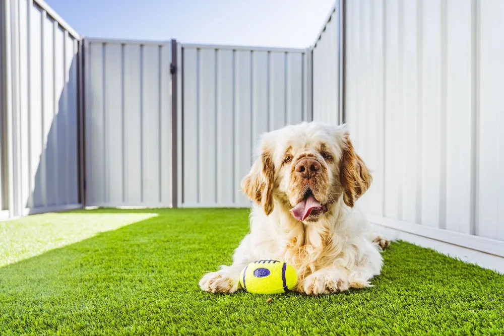 The Langley Luxury Dog Hotel & Boarding Kennel - Malmsbury pet otel görseli 3