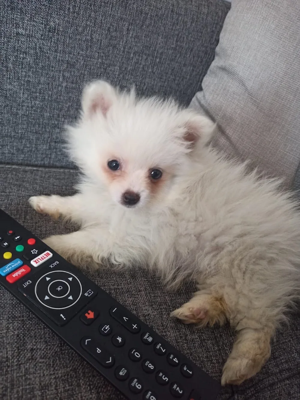 Mamoş köpek evi - Izmir pet otel görseli 2