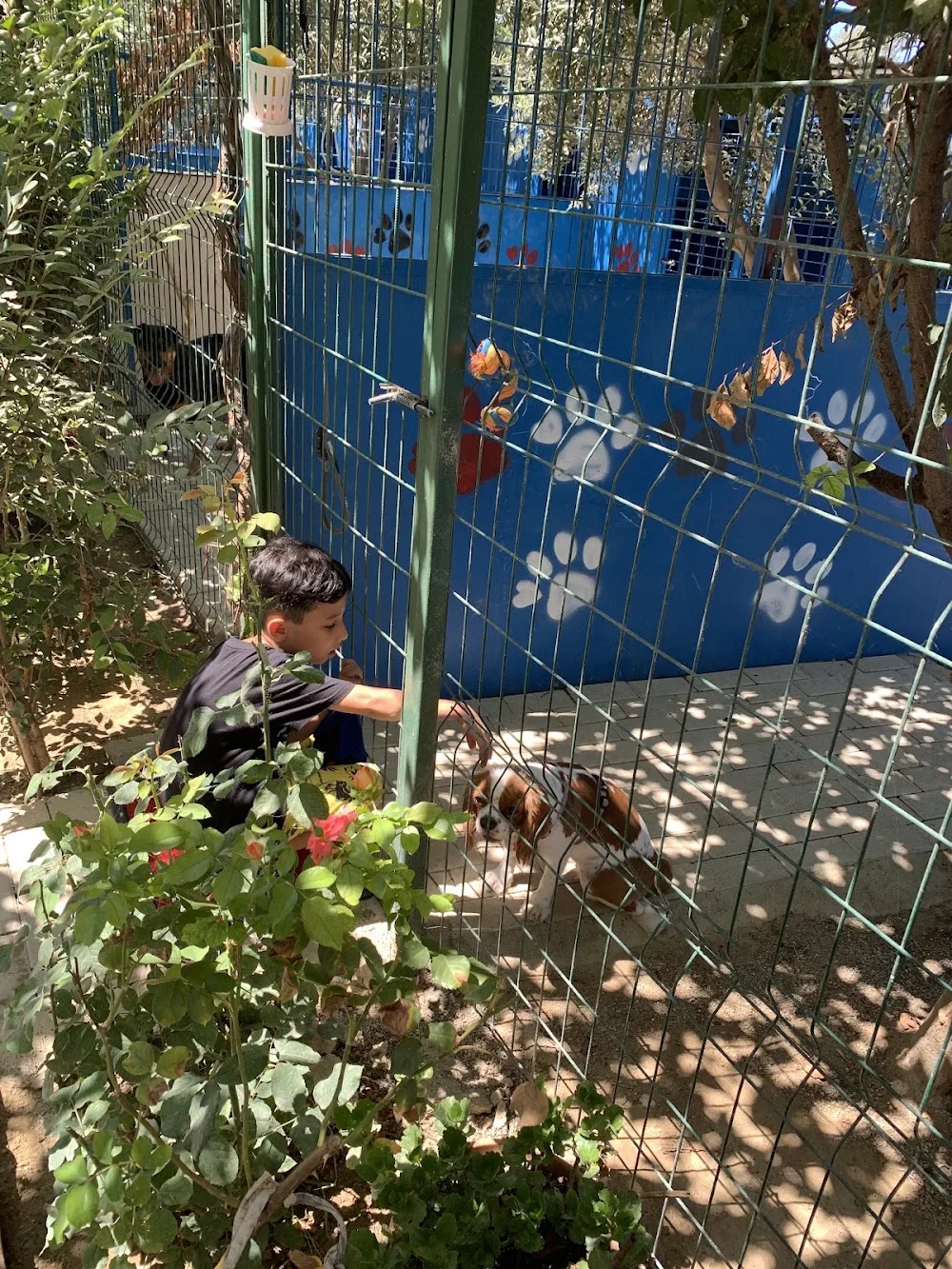 Manavgat Köpek Oteli - Side pet otel görseli 2