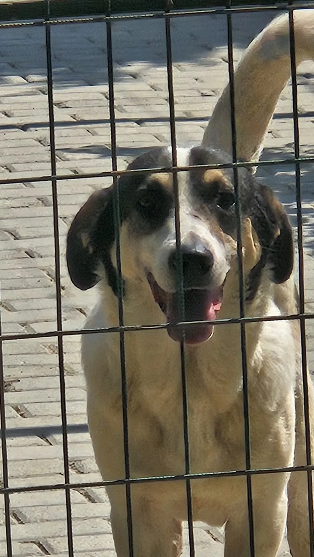 Manavgat Köpek Oteli - Side pet otel görseli 3
