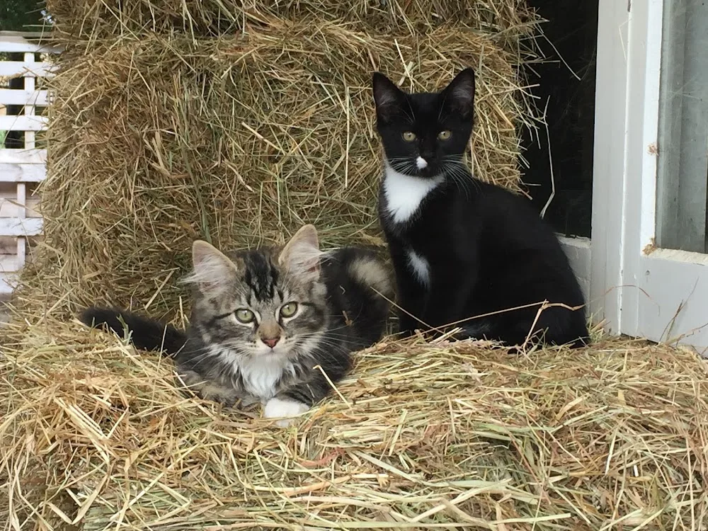 Aramonga Cattery - Manawatu-Whanganui pet otel