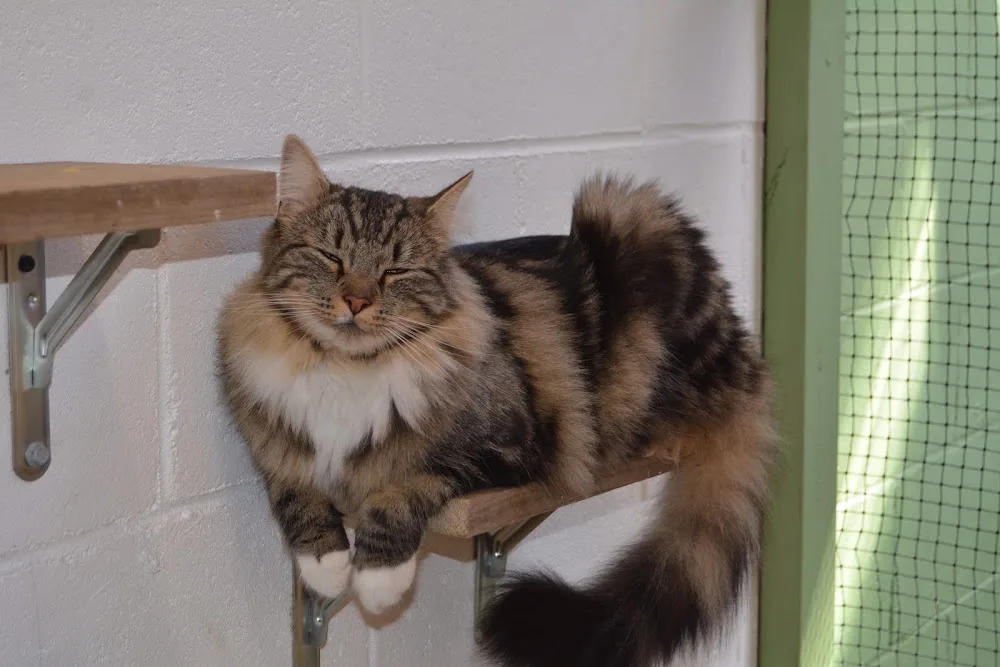 Aramonga Cattery - Manawatu-Whanganui pet otel görseli 3