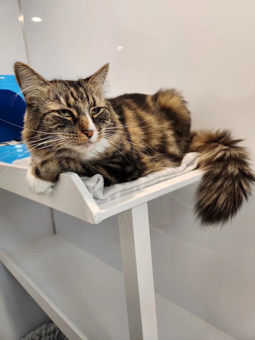 Cat Royale - Manawatu-Whanganui pet otel görseli 2
