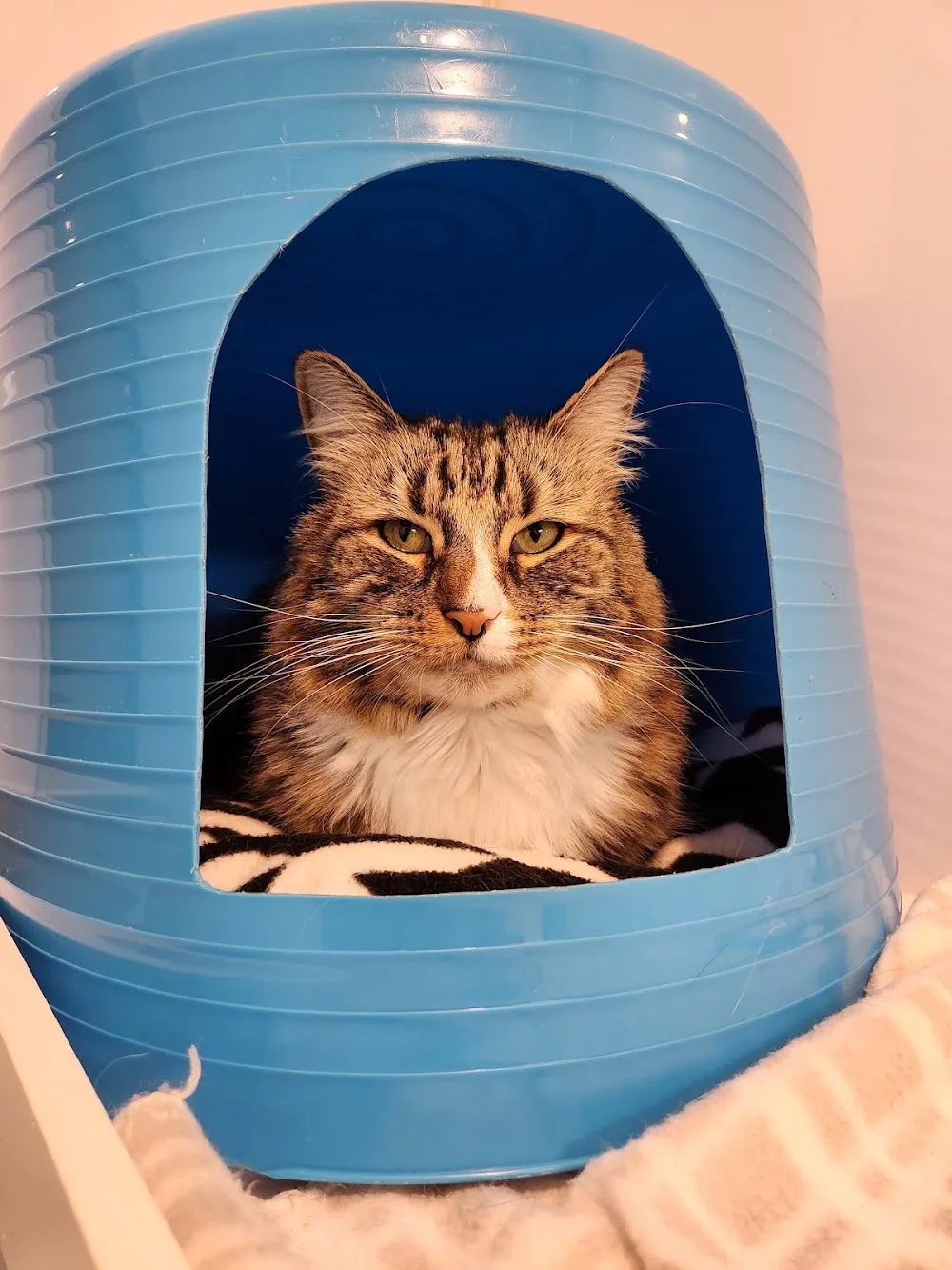 Cat Royale - Manawatu-Whanganui pet otel görseli 3