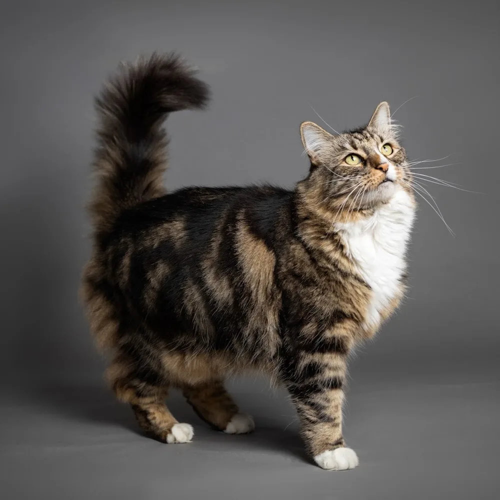 Cat Royale - Manawatu-Whanganui pet otel görseli 4