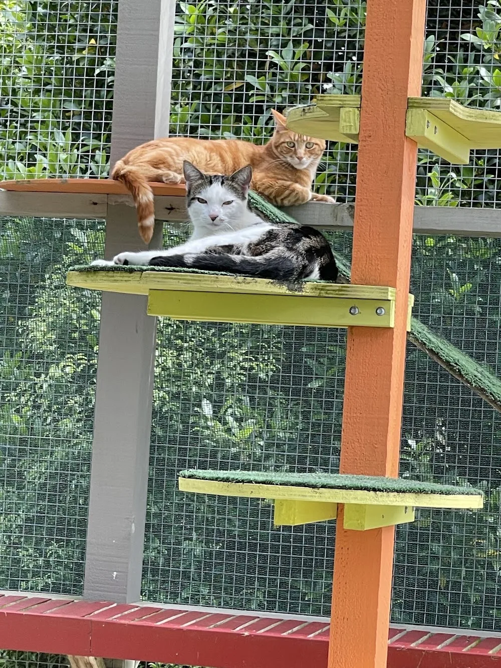 Homestead Cattery - Manawatu-Whanganui pet otel