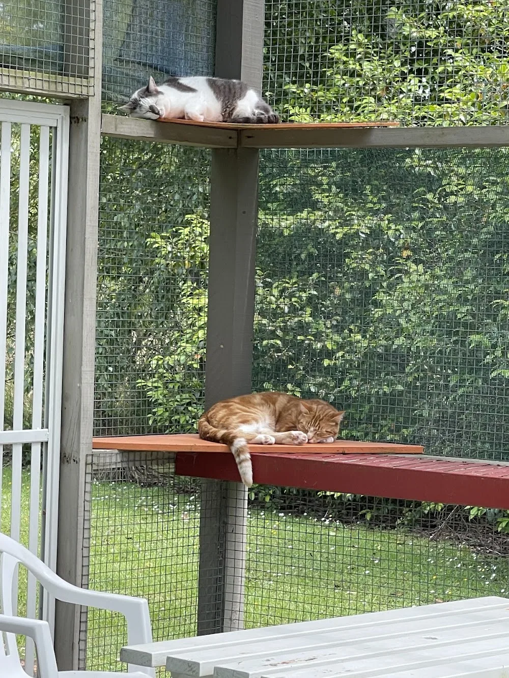 Homestead Cattery - Manawatu-Whanganui pet otel görseli 3