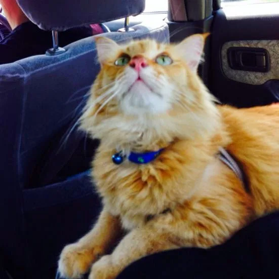 Homestead Cattery - Manawatu-Whanganui pet otel görseli 4