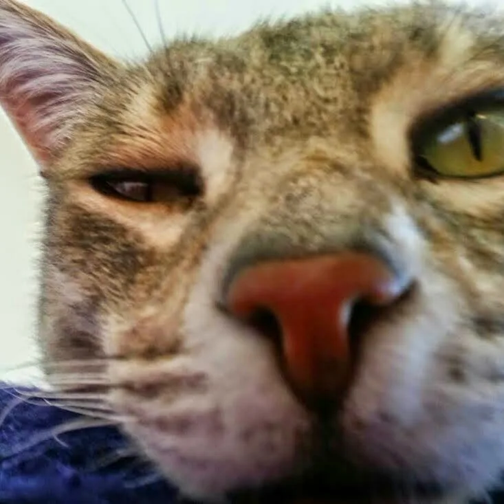 Outweb Cattery - Manawatu-Whanganui pet otel görseli 4