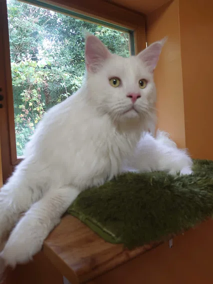 Chat'lu - Manche pet otel
