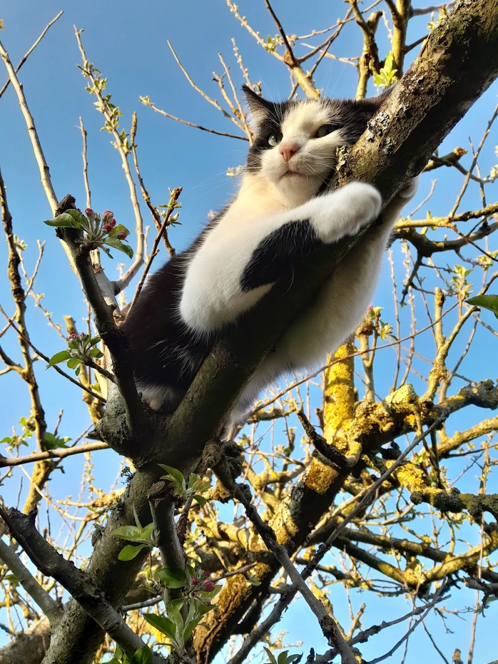 La Pension du Chat Botté - Manche pet otel görseli 3