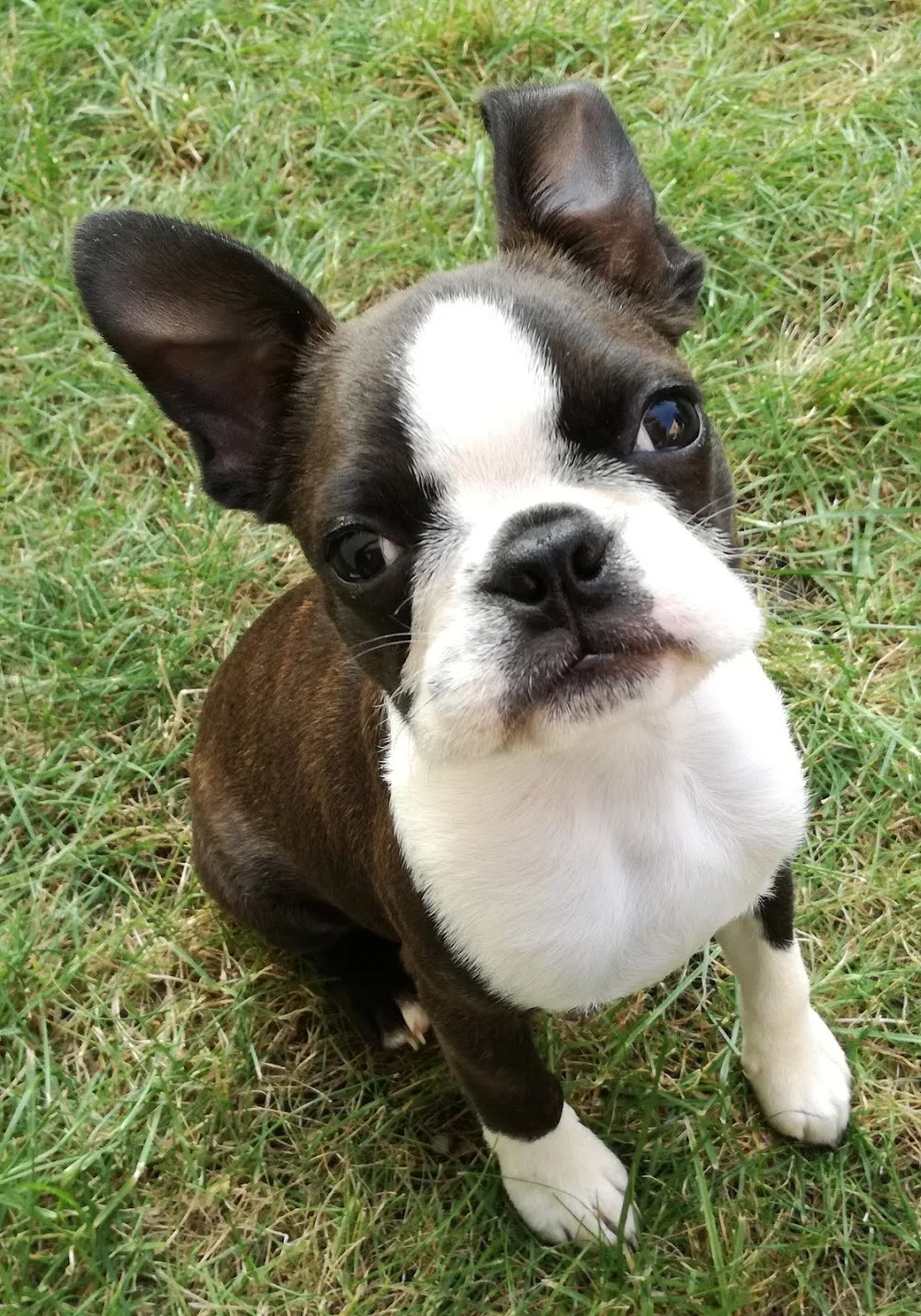 LUXURY DOGS - Manche pet otel