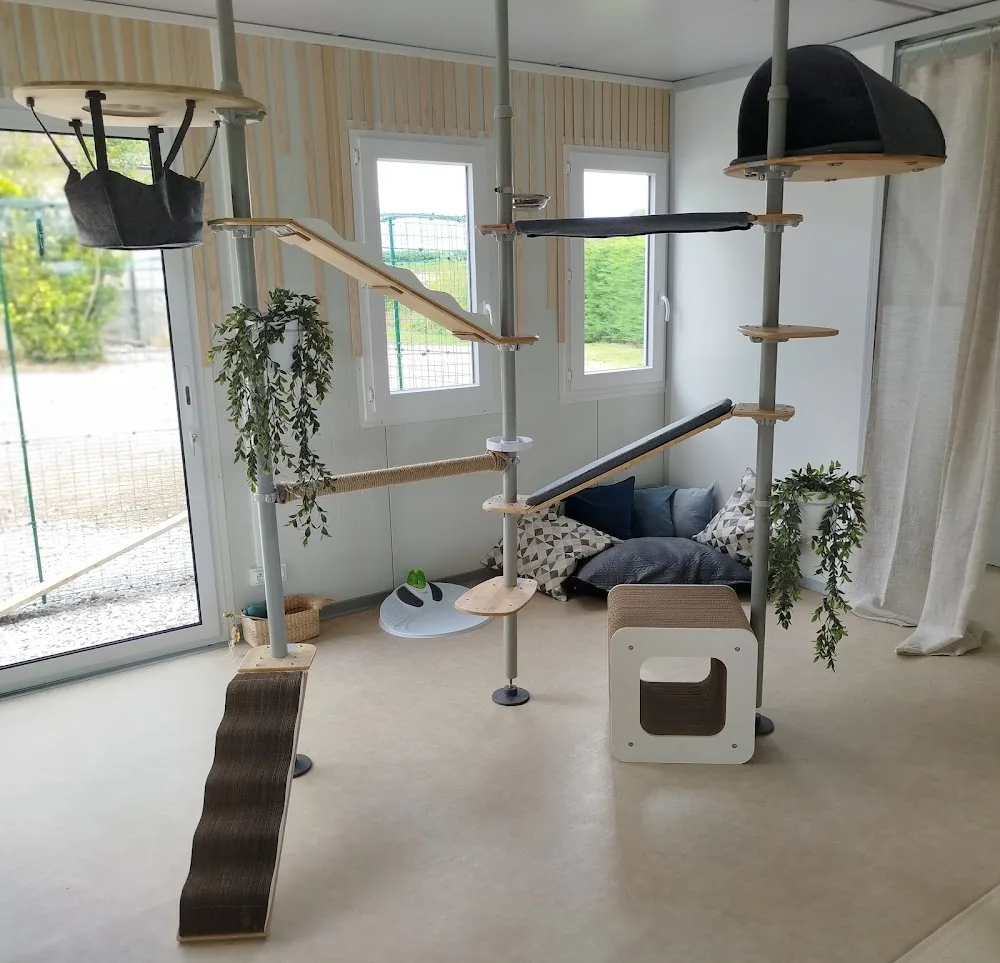 Torvi & Cie - Hôtel félin & Comportementaliste (50) - Manche pet otel görseli 2