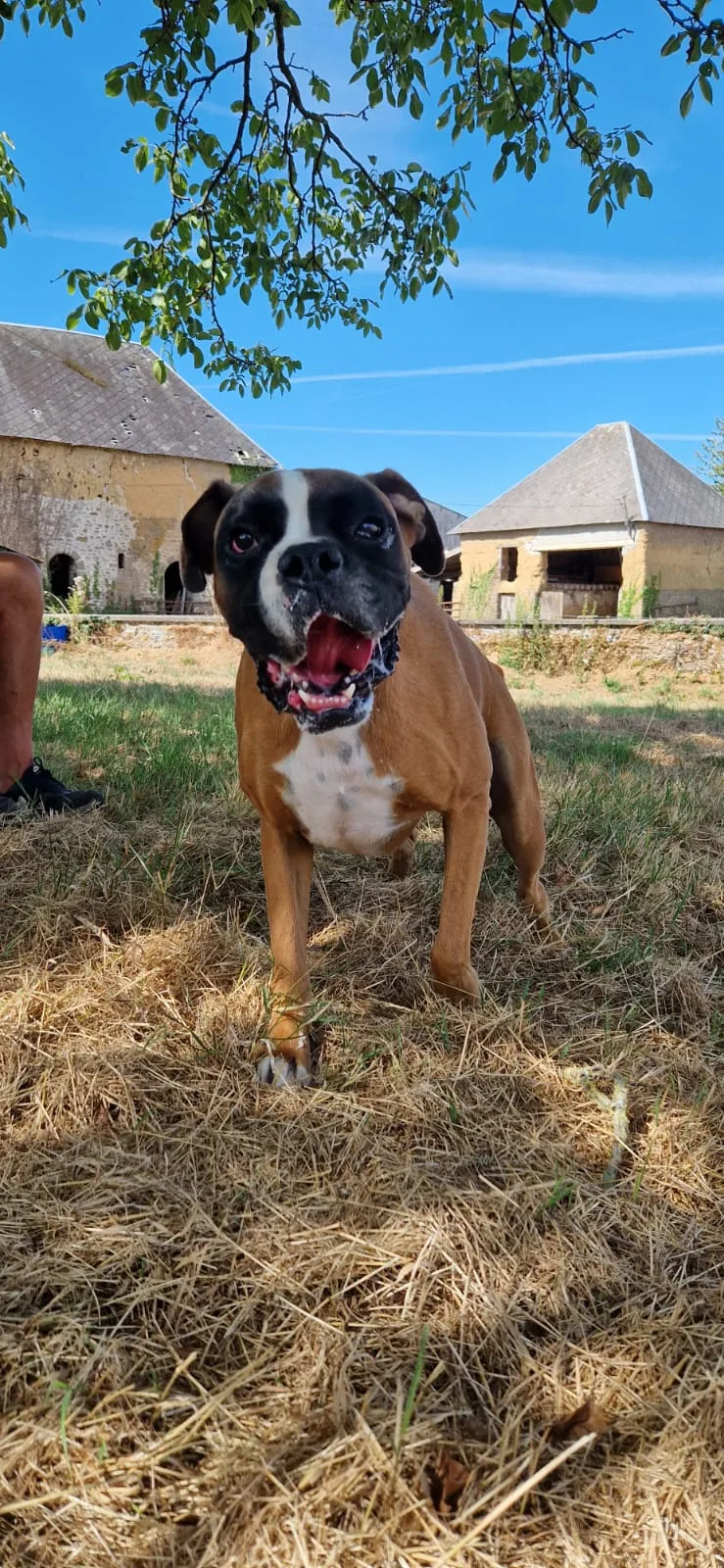 Vos Compagnons Nos Hôtes - Manche pet otel görseli 3