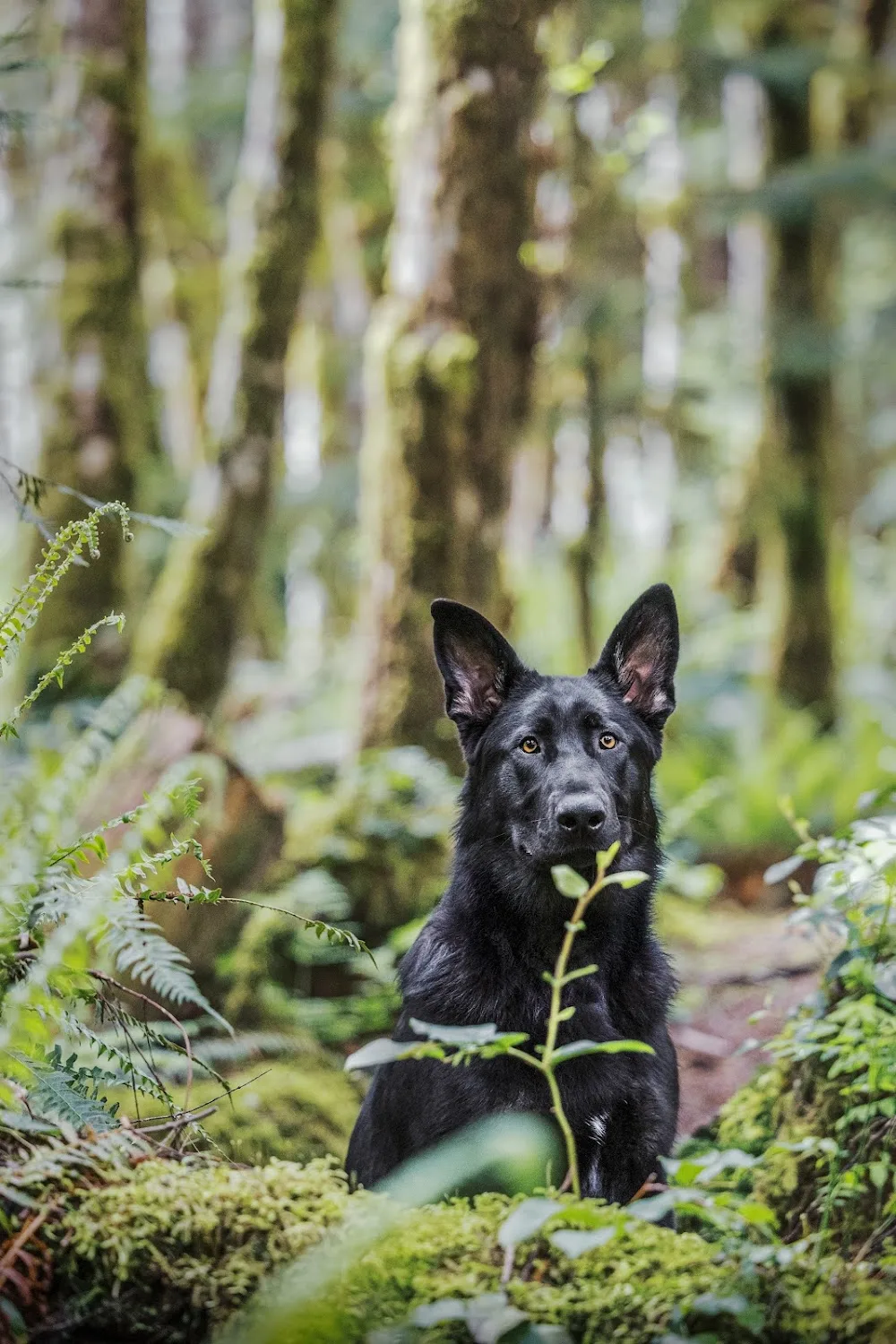 ANNSCHUTZ Kennel/ puppies / German shepherds - Manitoba pet otel
