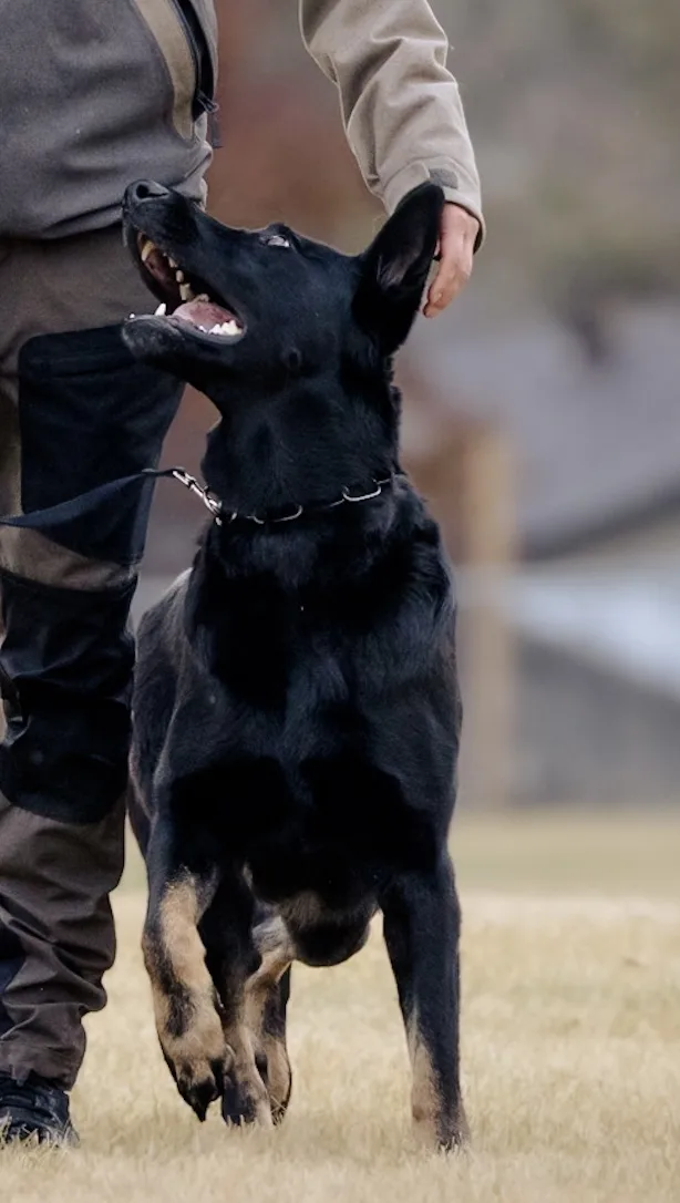 ANNSCHUTZ Kennel/ puppies / German shepherds - Manitoba pet otel görseli 3