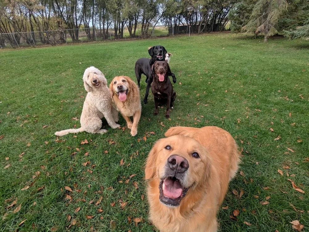 Artemis Pet Resort - Manitoba pet otel