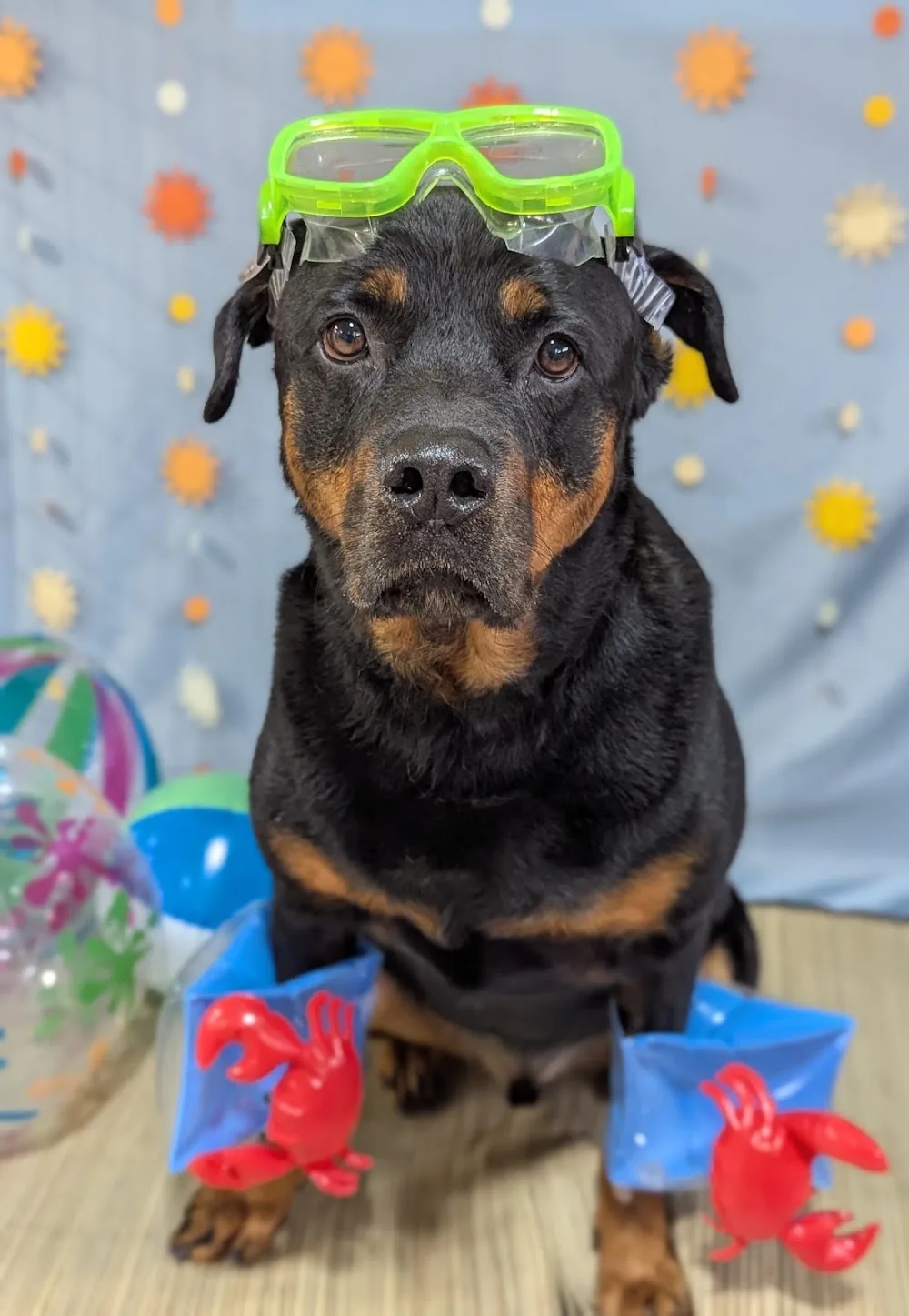 Artemis Pet Resort - Manitoba pet otel görseli 3