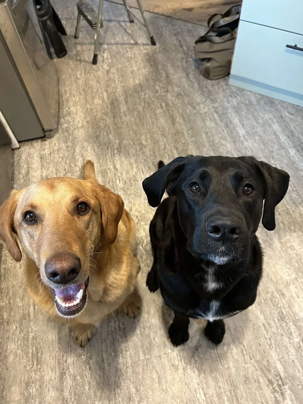 Barala Kennels - Manitoba pet otel