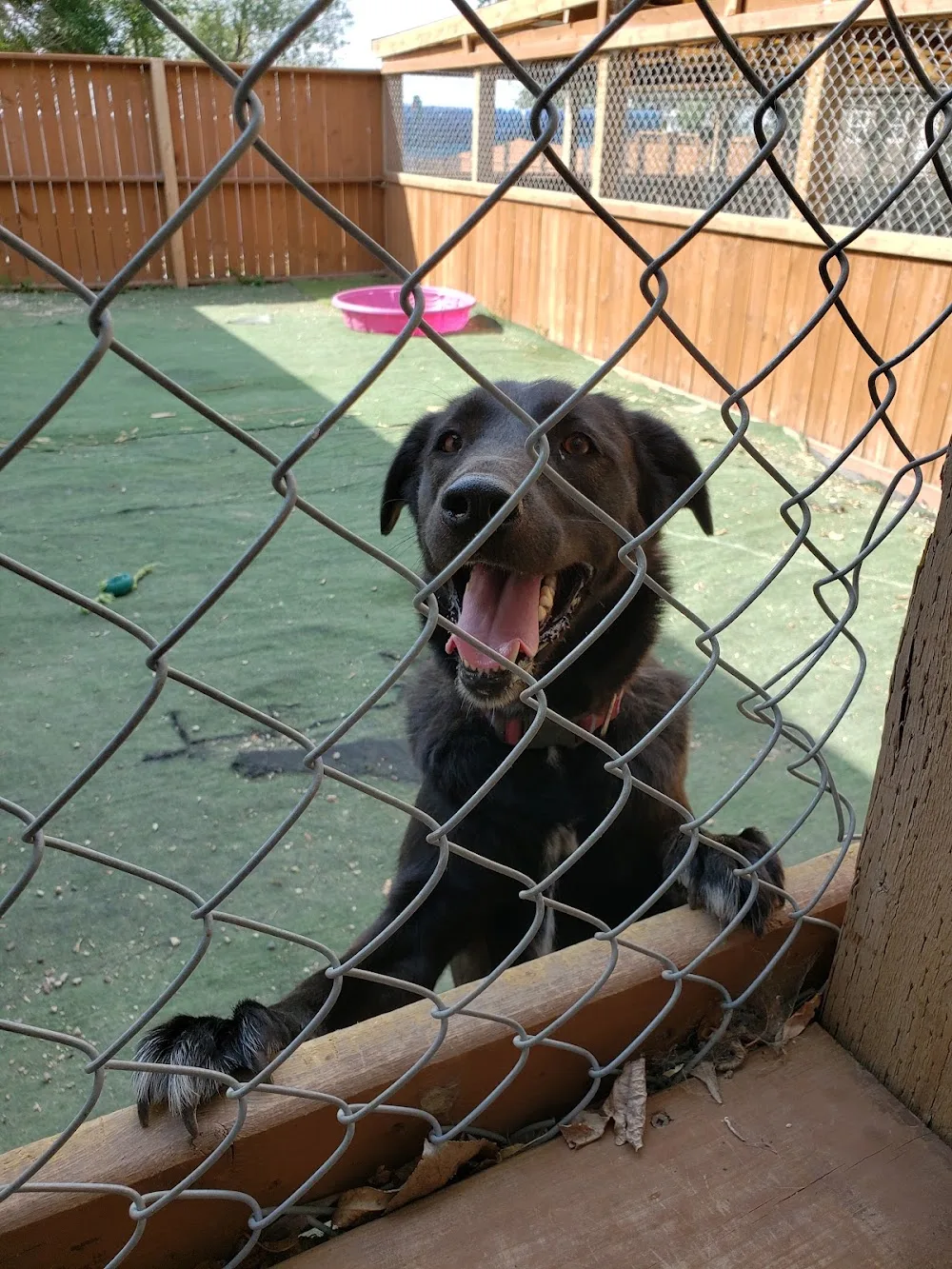 Barala Kennels - Manitoba pet otel görseli 3