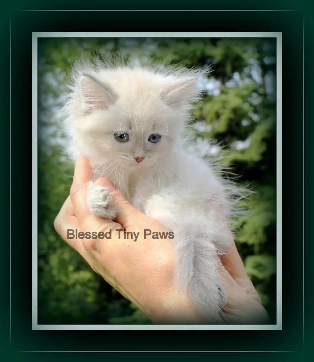Blessed Tiny Paws - Manitoba pet otel