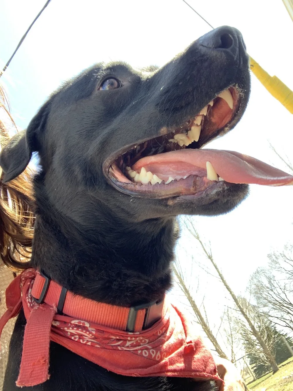 Brandon Boarding Kennel - Manitoba pet otel