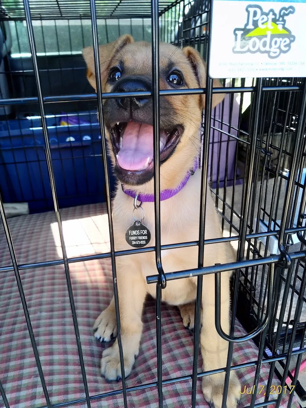 Brandon Boarding Kennel - Manitoba pet otel görseli 3
