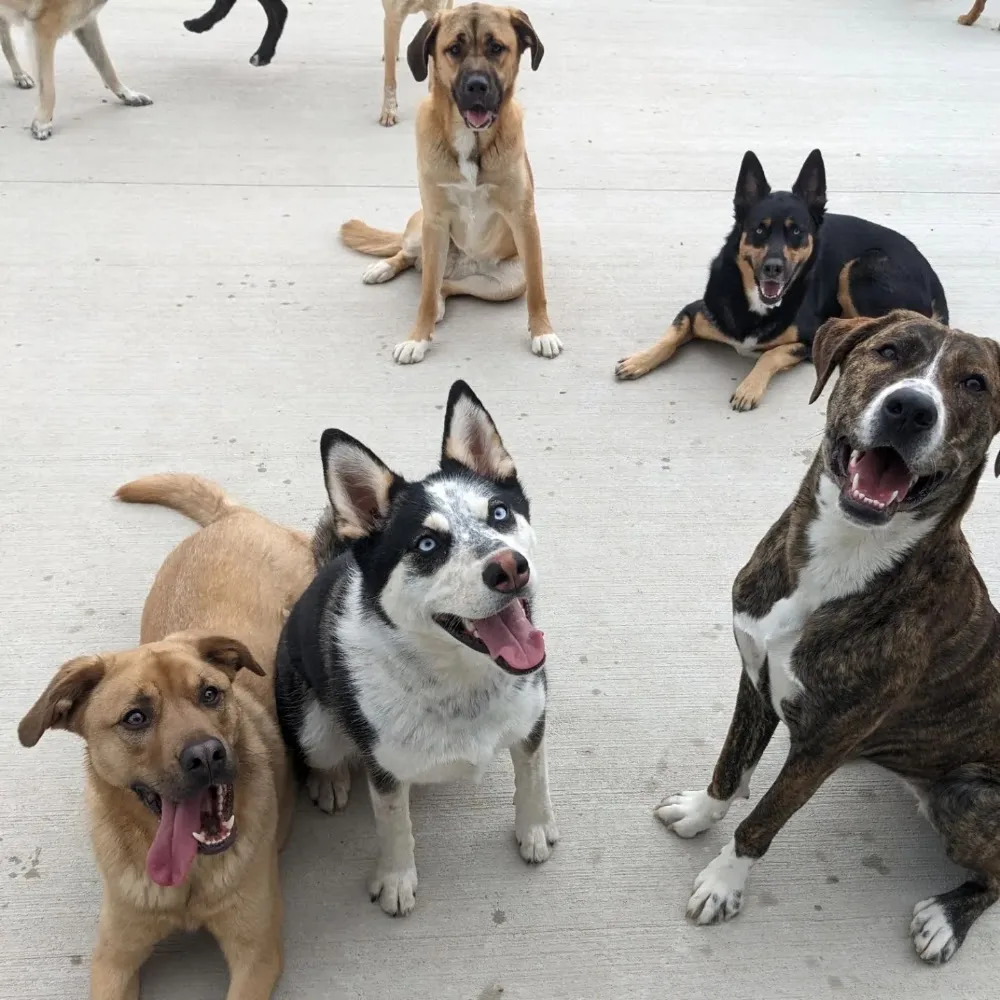 Camp Canine Dog Daycare Centre - Manitoba pet otel