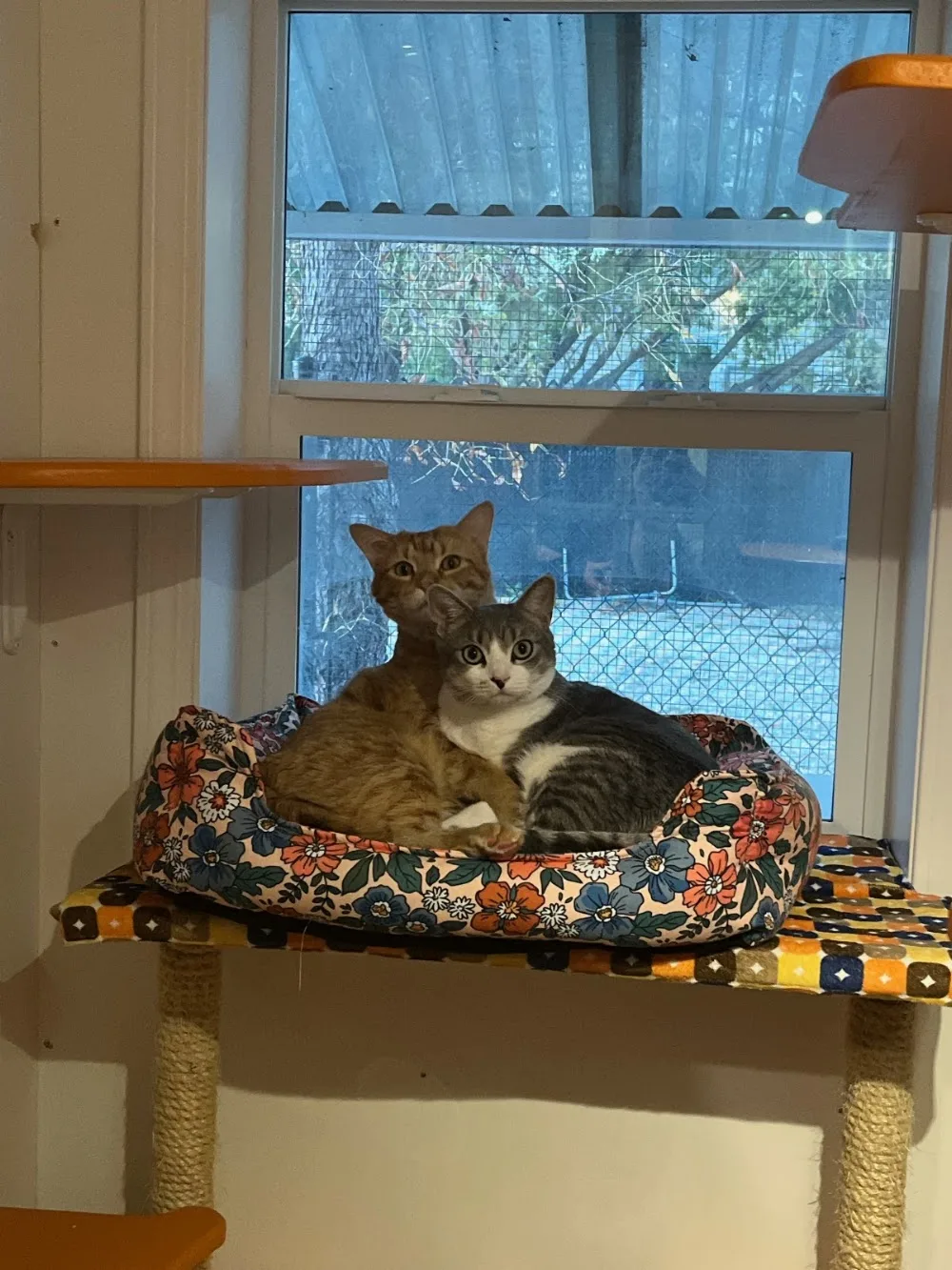 Cat's Cradle Boarding Kennel - Manitoba pet otel
