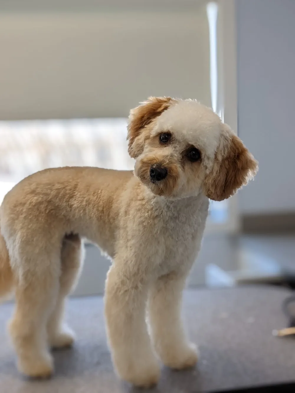 Clearspring Kennels - Manitoba pet otel
